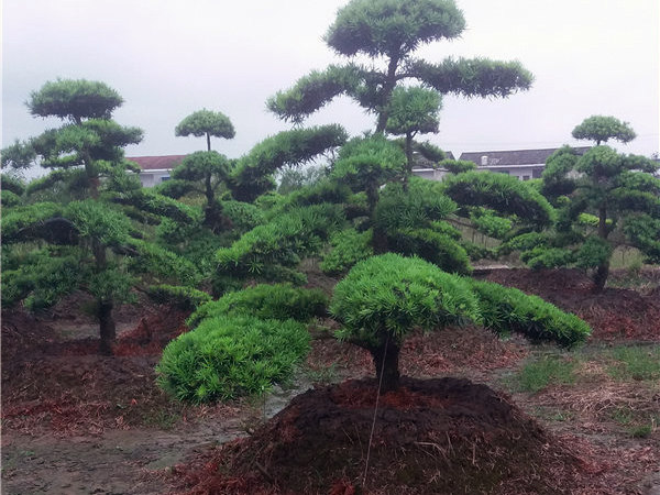 羅漢松苗和造型羅漢松